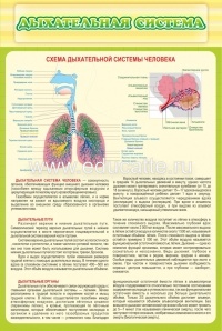 Стенд "Дыхательная система"
