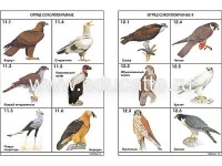 Комплект таблиц по зоологии раздат. "Разнообразие животных. Птицы." (цвет.,лам., А4, 16 шт.)