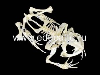 Скелет лягушки