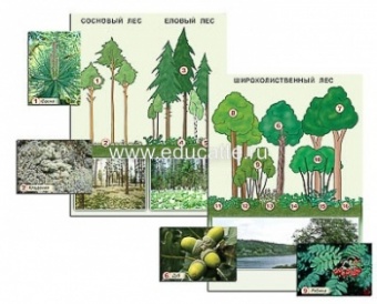 Гербарий фотографический "Растительные сообщества. Лес" (раздаточный)